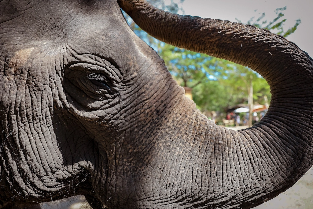 Pattaya Elephant Village