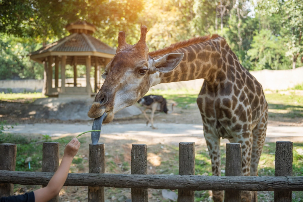 Chiang Mai Zoo