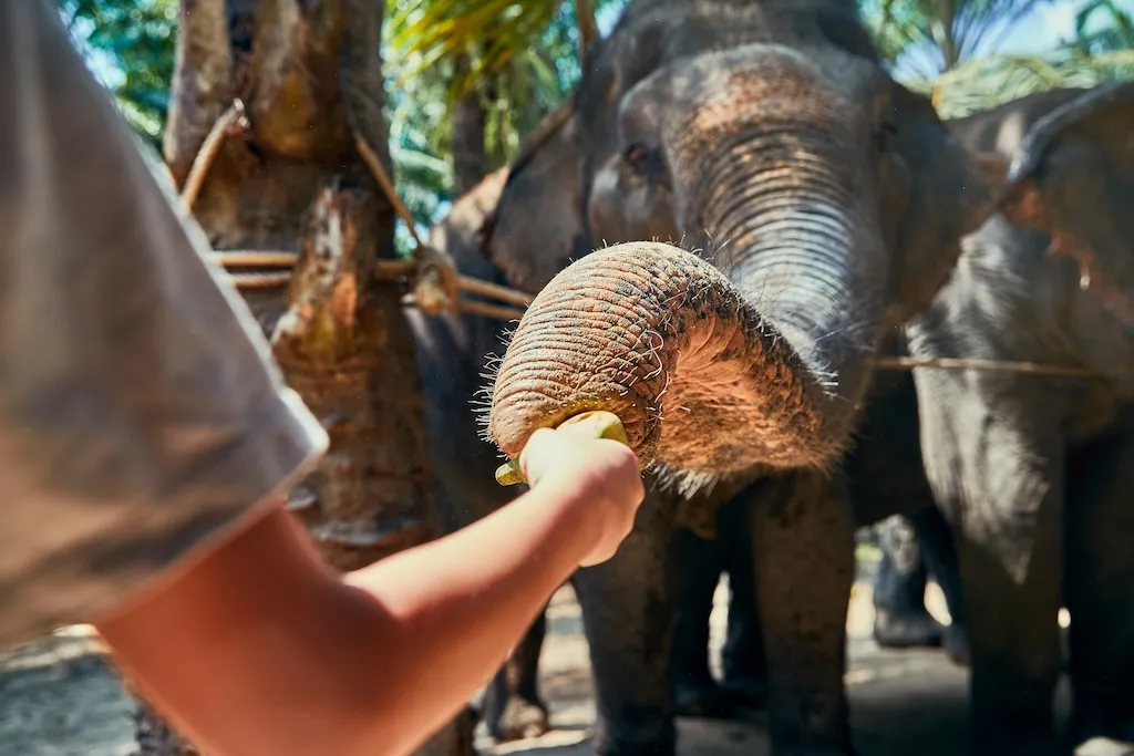 little-boy-feeding-group-asian-elephants