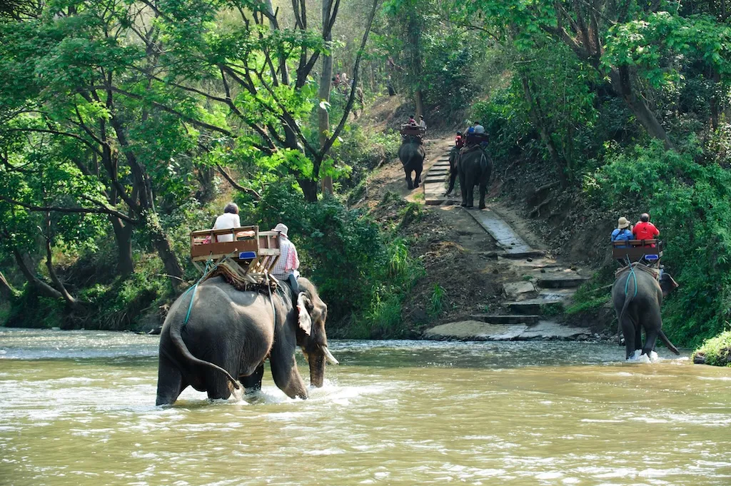 elephant-trekking-through-jungle-northern-thailand